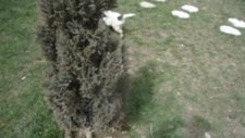 Bady Yüncü