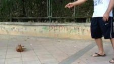 Ölü Numarası Yapan Çılgın Köpek!