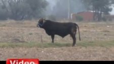 Kaçan Kurbanlık Boğa Ortalığı Birbirine Kattı