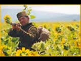 Plevne War