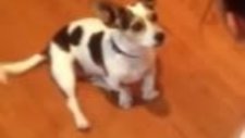 Kedi Gibi Miyavlayan Köpek!
