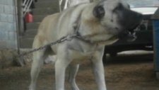 Kangal Köpek