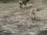 safkan kangal