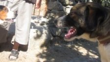 kangal üretim çiftliği