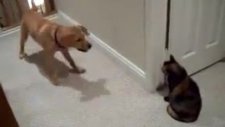 Kedi köpeğe 'oğlum bak git' dedi