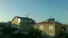 Yavru Ekesi Erkek Beyaz Oyun Kuşu