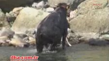 Kaçan dana denize atladı