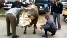 Sivas Porsuk Mahallesi Kurban Kesim Yeri
