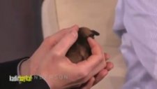 Dünya'nın en küçük köpeği!