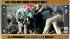 İnek Kurtarma