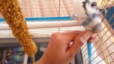 muhabbet kuşum yaramaz ve hırçın bi okdarda inatçı mavişim )
