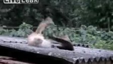 Mantık sınırlarını zorlayan kedi kavgası