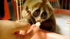Pilav Düşkünü Lemur