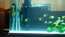 Tropheus İkola