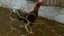 Horoz
