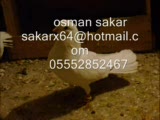 uşaktan osman'ın kuşları - 4