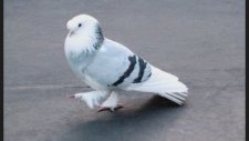 Kartopu Taklacı Pamuk Ova
