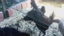 Öterken Düşen Denizli Horozu
