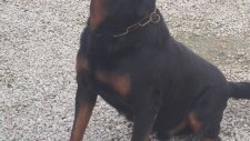 Rottweiler