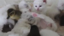 Kedi ve ördekler anasınıfında