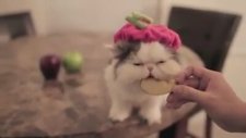 Elma yiyen şirin kedi