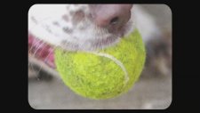 Everynone - Ball