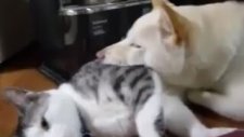 Beraber Yatan Şirin Kedi ve Köpek