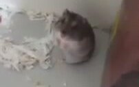 Ölü Taklidi Yapan Fare