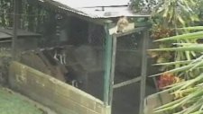 Akıllı Köpek (kaçış)