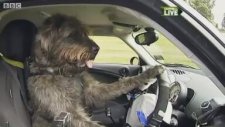Araba Kullanan Köpek