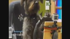 Bu Köpekler Araba Kullanıyor!
