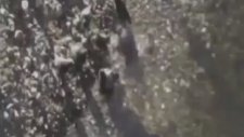 Sahildeki Güvercinleri Avlayan Kedi Balıkları