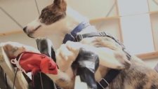 Araba Kullanan Köpek!