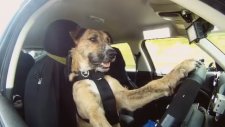 Araba Kullanan Köpek