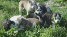 Köpek Yavruları