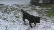 Köpek eğitim merkezimiz ve köpek pansiyon hizmetimiz servis araçlarımız ile.