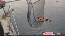 Balon Balığı Tedirginliği