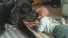 Dev Köpekle Bebeğin Aşkı