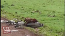 Sırtlanlar hamile antilobu böyle parçaladı.