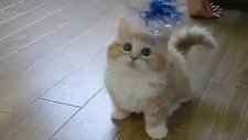Süper Minik Sevimli Kedi