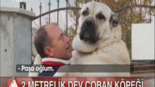 Türkiye'nin 2 Metrelik En Büyük Kangal Köpeği Paşa