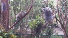 Anne Koala Bebeğini Kurtarıyor!