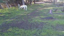 Bahçeşehir Veteriner kontrolünde köpek pansiyonu
