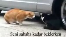 Sevgilisine Fırça Atan Kedi