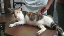Sevince Yalayan Kedi