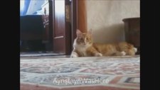 Sizce Bu Kedi Ne Görmüş Olabilir?