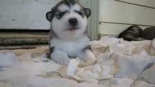 Komik Sevimli Köpek