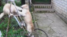 Komik Kedi Kavgası
