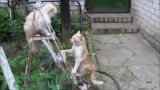 Komik Kedi Kavgası