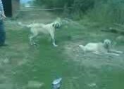 Sivas Kangal